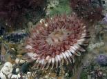 Dahlia anemone - Paul Naylor